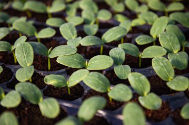  İlkbaharda yetişen organik biyo-bahçe tohumları.