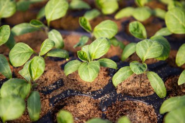  İlkbaharda yetişen organik biyo-bahçe tohumları.