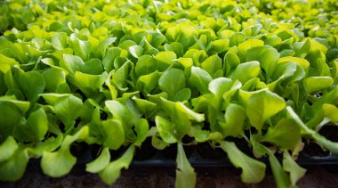  İlkbaharda yetişen organik biyo-bahçe tohumları.