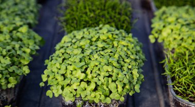 mikroyeşiller organik biyo-bahçe yetiştiriyor.