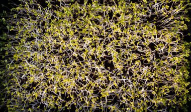 mikroyeşiller organik biyo-bahçe yetiştiriyor.