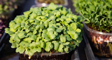 mikroyeşiller organik biyo-bahçe yetiştiriyor.