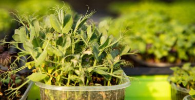 mikroyeşiller organik biyo-bahçe yetiştiriyor.