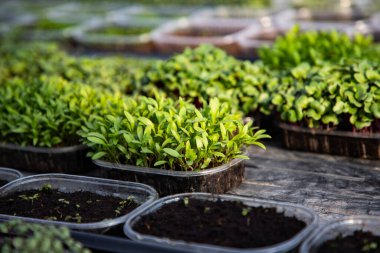 mikroyeşiller organik biyo-bahçe yetiştiriyor.