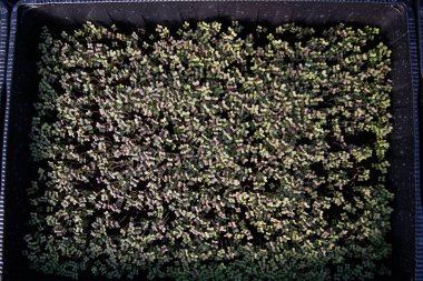 mikroyeşiller organik biyo-bahçe yetiştiriyor.