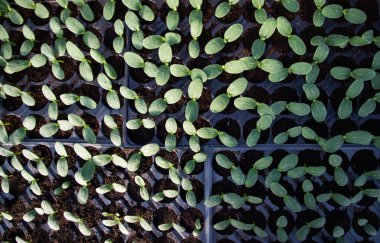  İlkbaharda yetişen organik biyo-bahçe tohumları.