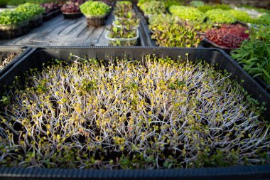 mikroyeşiller organik biyo-bahçe yetiştiriyor.