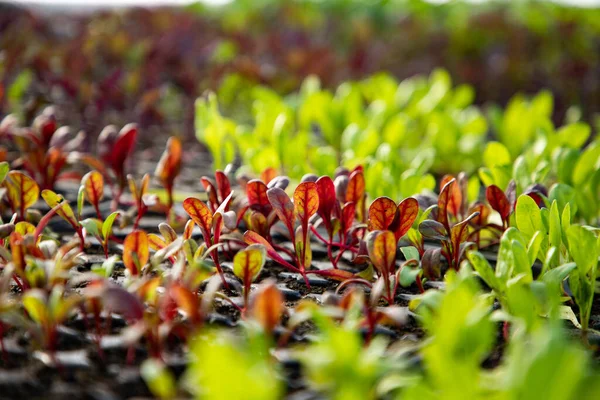 Seedlings Growing Spring Organic Bio Gardening — Stock Photo, Image