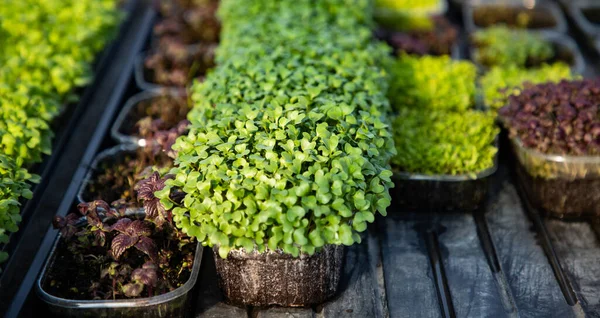 Microgreens Die Biologische Bio Tuinieren Kweken — Stockfoto