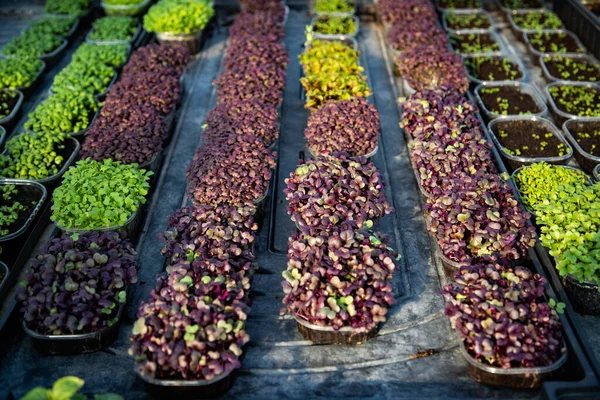 Microgreens Growing Organic Bio Gardening — Stock Photo, Image