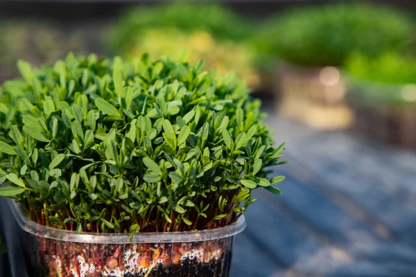 Microgreens Die Biologische Bio Tuinieren Kweken — Stockfoto