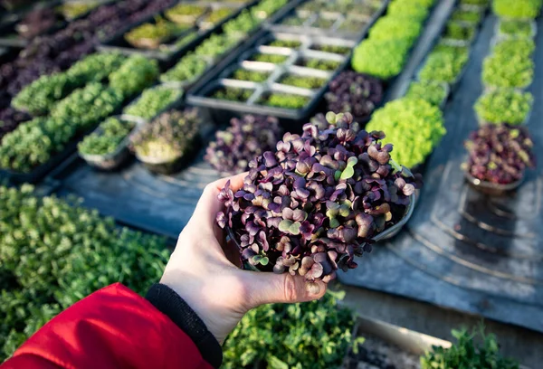 Microgreens Die Biologische Bio Tuinieren Kweken — Stockfoto