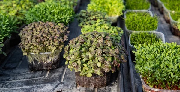 Microgreens Die Biologische Bio Tuinieren Kweken — Stockfoto