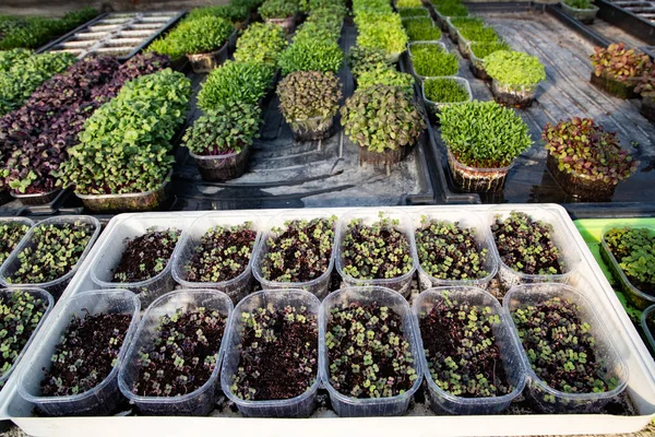 Microgreens Die Biologische Bio Tuinieren Kweken — Stockfoto