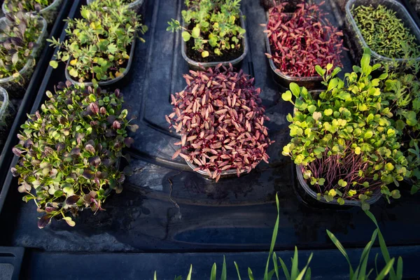 Microgreens Die Biologische Bio Tuinieren Kweken — Stockfoto