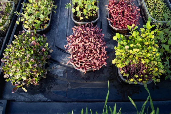 Microgreens Die Biologische Bio Tuinieren Kweken — Stockfoto