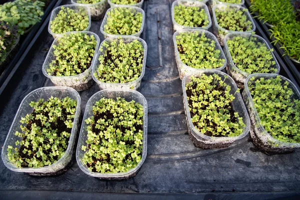 Microgreens Die Biologische Bio Tuinieren Kweken — Stockfoto