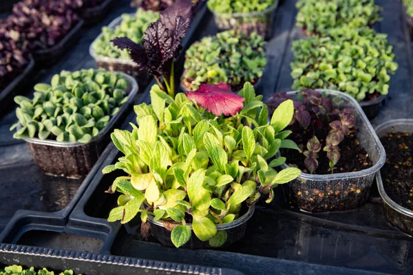 Microgreens Die Biologische Bio Tuinieren Kweken — Stockfoto