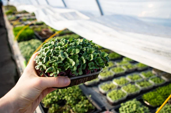 Microgreens Die Biologische Bio Tuinieren Kweken — Stockfoto