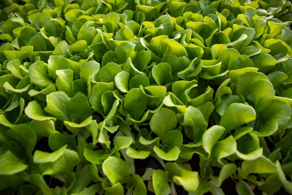 Sämlinge Die Frühling Biologisch Garten Wachsen — Stockfoto