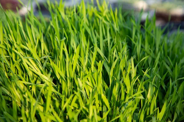 Microgreens Que Crescem Jardinagem Biológica Orgânica — Fotografia de Stock