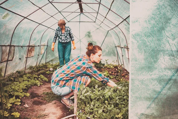 两名妇女 在温室种植种子的母女 — 图库照片
