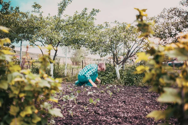 Mujer Mayor Activa Plantando Plántulas Huerta — Foto de Stock