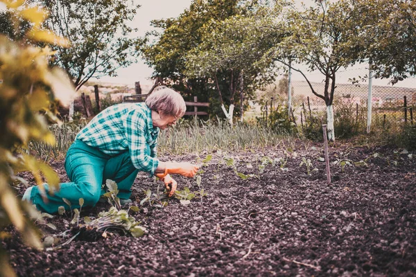 活跃的老年妇女在蔬菜园种苗 — 图库照片