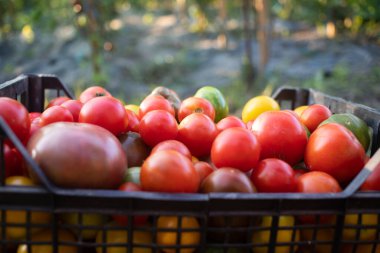 olgun organik domatesler taze toplanmış eko bahçe işleri