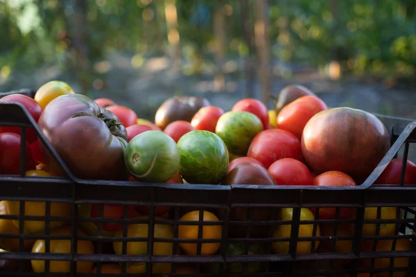 Reife Bio Tomaten Frisch Gesammeltes Öko Gärtnern — Stockfoto