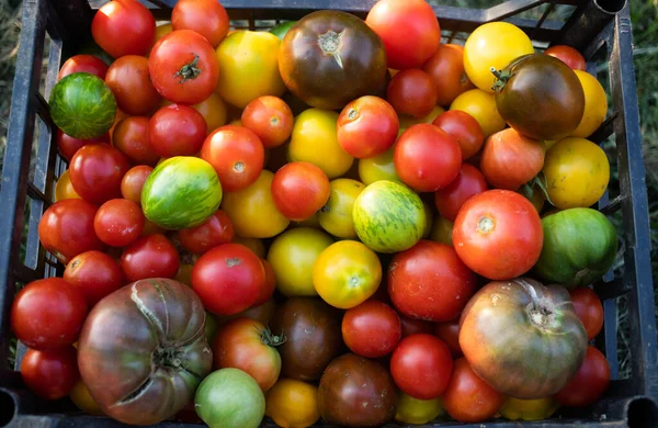 Mogna Ekologiska Tomater Nyinsamlade Eko Trädgårdsodling — Stockfoto