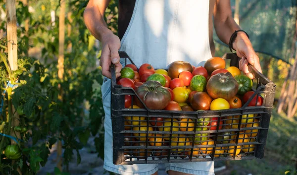 Tomates Ecológicos Maduros Recién Recogidos Jardinería Ecológica — Foto de Stock