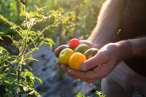Reife Bio Tomaten Frisch Gesammeltes Öko Gärtnern — Stockfoto