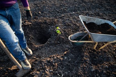 Bahar mevsiminde yeni bir hayat konseptine ağaç dikmek
