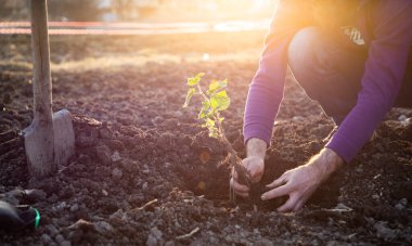 Bahar mevsiminde yeni bir hayat konseptine ağaç dikmek