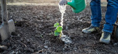 Bahar mevsiminde yeni ekilmiş bir ağacı sulamak.