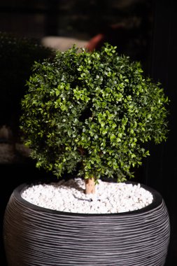 Güneşli bir terasta yeşil ağaç tenceresi