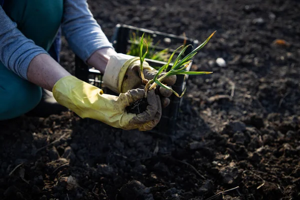 farmer planting garlic seedlings in garden