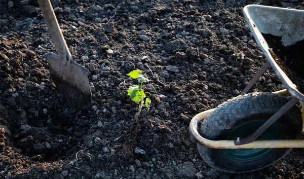 Plantar Árbol Primavera Nuevo Concepto Vida —  Fotos de Stock