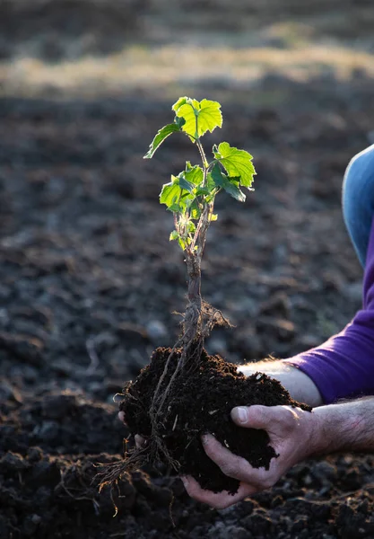Посадити Дерево Весняний Час Концепція Нового Життя — стокове фото