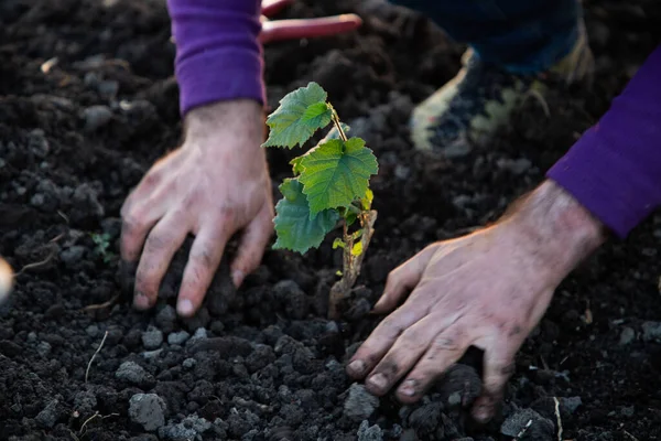 Planter Arbre Printemps Nouveau Concept Vie — Photo