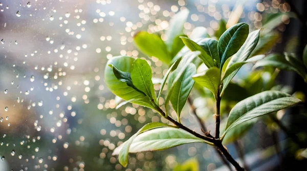 Plante Intérieur Verte Dans Une Fenêtre Pluvieuse — Photo