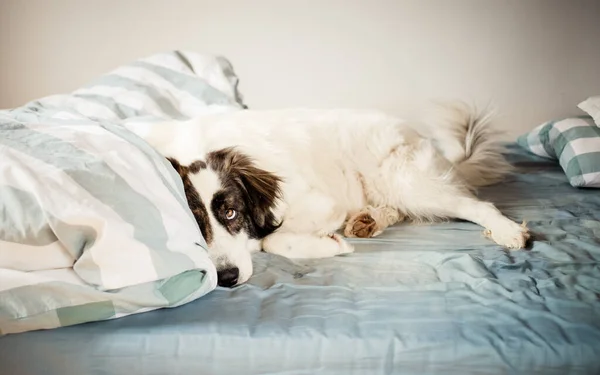 可爱的白狗睡在床上 — 图库照片
