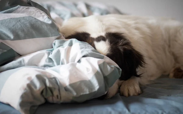 Tatlı Beyaz Köpek Yatakta Uyuyor — Stok fotoğraf