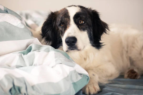 Söt Vit Hund Sover Sängen — Stockfoto