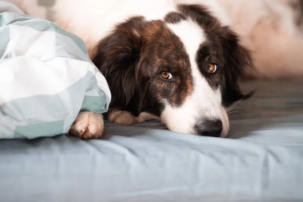 Söt Vit Hund Sover Sängen — Stockfoto