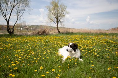 white dog in a spring field of dandelions