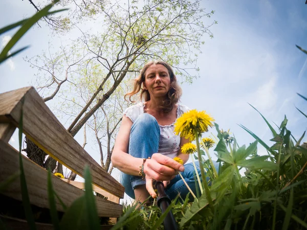 Karahindiba toplayan bir kadın.