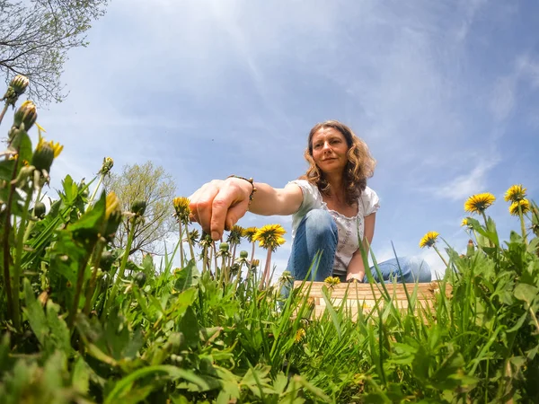Karahindiba toplayan bir kadın.