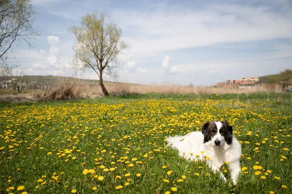 white dog in a spring field of dandelions